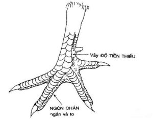 Vảy dặm ngón chúa ở gà chọi là gì?