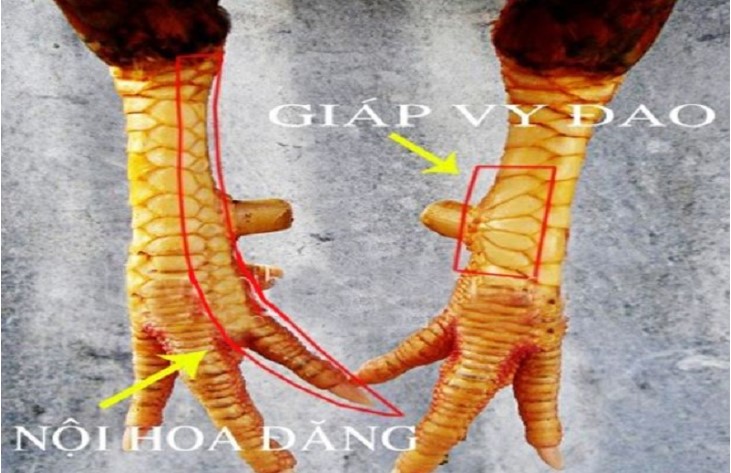 Vảy gà nội hoa hoa đăng. 